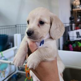 Blue Boy - Vanilla - Cream male Dachshund puppy in Madison, Wisconsin from CC's Dachshunds