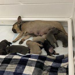 French Bulldogs from Purple Moon Kennel