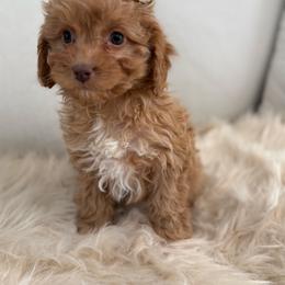 Rose - Apricot female Cavapoo puppy in Bozrah, Connecticut from Cedar Creek Farm