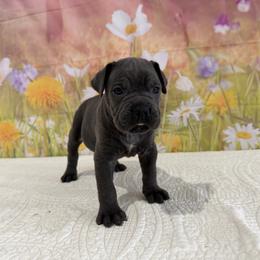 Victor- Grey( blue) Male - Gray male Cane Corso puppy in Loogootee, Indiana from Walnut Creek Cane Corso