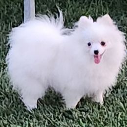 Summer - Pomeranian