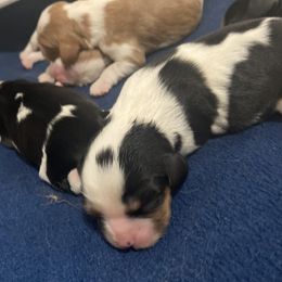 Boy 1 - Tri-color Cavalier King Charles Spaniel puppy in Brewerton, New York from Patch of Land Acres