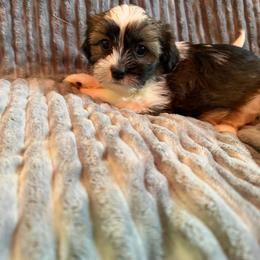 Yellow collar - Black and white male Shorkie puppy in Staten Island, New York from Sensational Shorkies