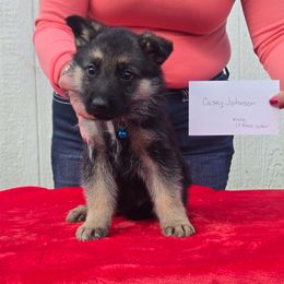 Light blue collar boy - Black and tan male German Shepherd puppy in Berry, Alabama from Whisper Gray