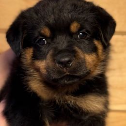 Rottweiler Puppies from Obsessions Rottweiler