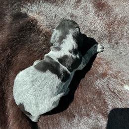 Grits - Black roan female German Shorthaired Pointer puppy in Columbia, Louisiana from M&R Breeders