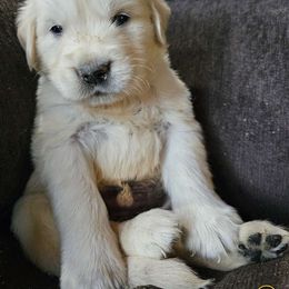 Boy 2 - Light golden Golden Retriever puppy in Stevens Point, Wisconsin from Doodles at Dewey Acres
