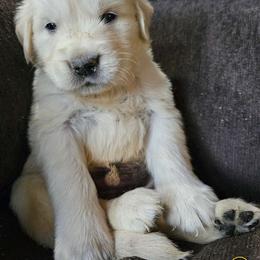 Boy 2 - Light golden Golden Retriever puppy in Stevens Point, Wisconsin from Doodles at Dewey Acres