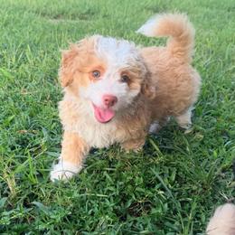 Sienna - Yellow and white female Bernedoodle puppy in Port Saint Lucie, Florida from Eastside Paws LLC