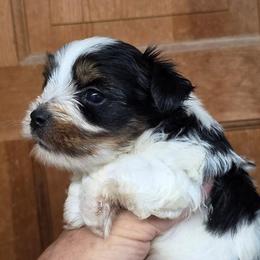 Checkers - Black tan and white male Biewer Terrier puppy in Jamesville, New York from Mark Carfagno's Pups