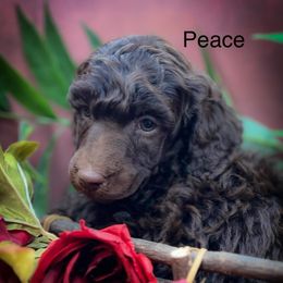 Peace - Brown male Poodle puppy in Greenville, North Carolina from Grace Poodles