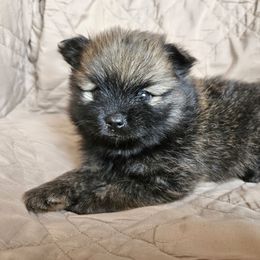 Zinnia - Red sable female Pomeranian puppy in Oak Forest, Illinois from Illinois Poms