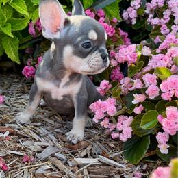 Reyna - Blue female French Bulldog puppy in Wichita, Kansas from Let's keep it frenchie!