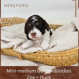 Hereford - Parti male Goldendoodle puppy in New Harmony, Indiana from Cottonwood Farms