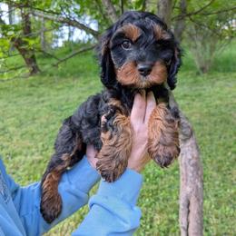 Peter - Black and tan male Cavapoo puppy in Coshocton, Ohio from Forever Family Puppies