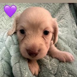 Nelly purple collar female - Cream female Dachshund puppy in Trade, Tennessee from TN Miniature Dachshunds & Basset Hounds