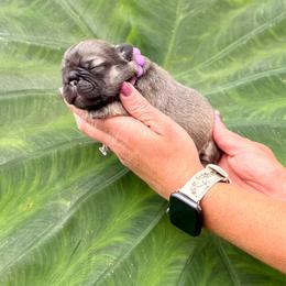 Purple collar - Blue fawn female French Bulldog puppy in Jefferson City, Missouri from Central Frenchie Haven