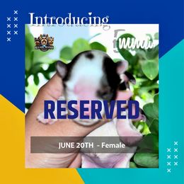 RESERVED - Black tan and white female Biewer Terrier puppy in Asheville, North Carolina from Blue Ridge Mountain Puppies