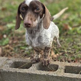 Dachshund puppies from Grecian Kennel