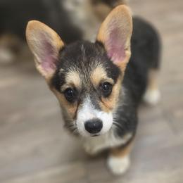RHT Girl - Black and tan female Pembroke Welsh Corgi puppy in Middleburg, Florida from Mulkeys Little Corgis