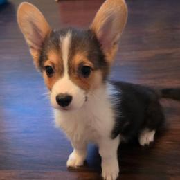 Knight - White and black male Pembroke Welsh Corgi puppy in Tomball, Texas from Larsen Loved Corgis