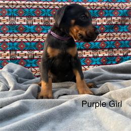 Purple Girl - Black and rust female Doberman Pinscher puppy in Knox, Indiana from Double River Dobermans