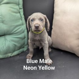 Barney - Blue male Weimaraner puppy in Evart, Michigan from Drehbar Weimaraners