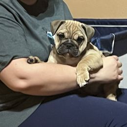 Ladybug - Red female Bulldog puppy in Las Vegas, Nevada from BH Bulldogs