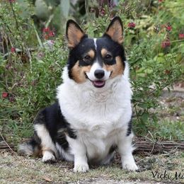 Foxy  - Pembroke Welsh Corgi