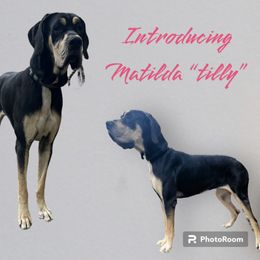 Tilly - Great Dane
