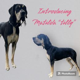 Tilly - Great Dane