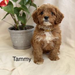 Tammy - Red female Cavapoo puppy in Oxford, Pennsylvania from FriendlyPals