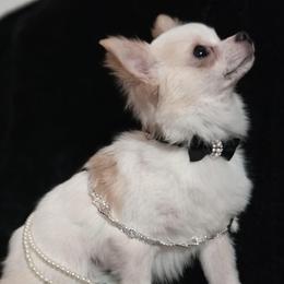 Tucker - Cream and white male Chihuahua puppy in Bandera, Texas from Pup Cakes
