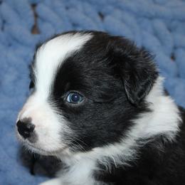 Australian Shepherd Puppies from Crofford’s Pretty Pups