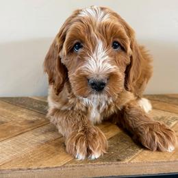 Ember Cryptic Merle - Red female Bernedoodle puppy in Horseshoe Bend, Idaho from Over the Moon Poodles and Doodles