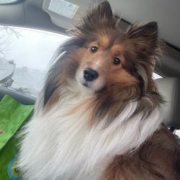 Bonnie - Shetland Sheepdog