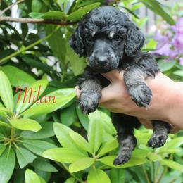 Milan - Phantom male Poodle puppy in Eugene, Oregon from Mount Zion Kennels