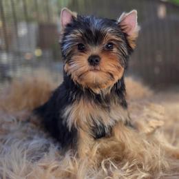 Enzo - Blue and gold male Yorkshire Terrier puppy in Battle Ground, Washington from Joyful Yorkies