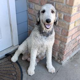 Maple - Bernedoodle