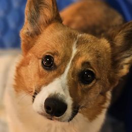 Izzy - Pembroke Welsh Corgi