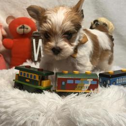 Axel - Parti male Yorkshire Terrier puppy in Howe, Oklahoma from Ray Holder