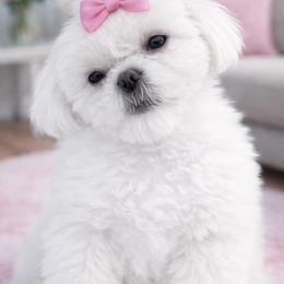 Sage - Shih Tzu