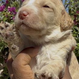 Orion - Cream male Poodle puppy in Corona, California from Garden Of Poodles