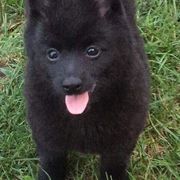 Miniature Schnauzers and Schipperkes from Dream Mtn Kennel