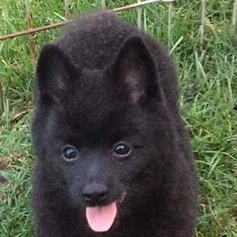 Miniature Schnauzers and Schipperkes from Dream Mtn Kennel