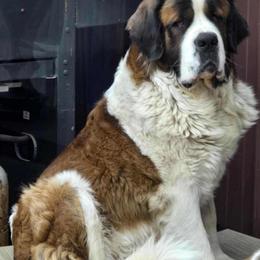 Moana - Saint Bernard