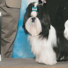 Sebastian - Shih Tzu