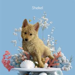 Shekel - Yellow male Mudi puppy in Benson, Arizona from Twisted Acres Border Collies and Mudi