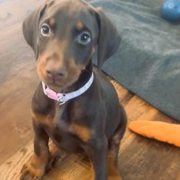 Light Purple Collar female - Red and rust female Doberman Pinscher puppy in Madison, Indiana from Jensen Dobermans and Dachshunds
