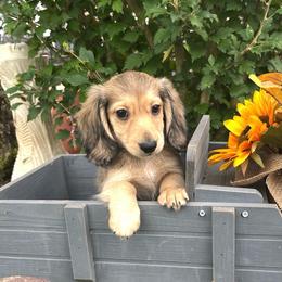 Mason - Cream male Dachshund puppy in Warrior, Alabama from Bountiful Dachshunds